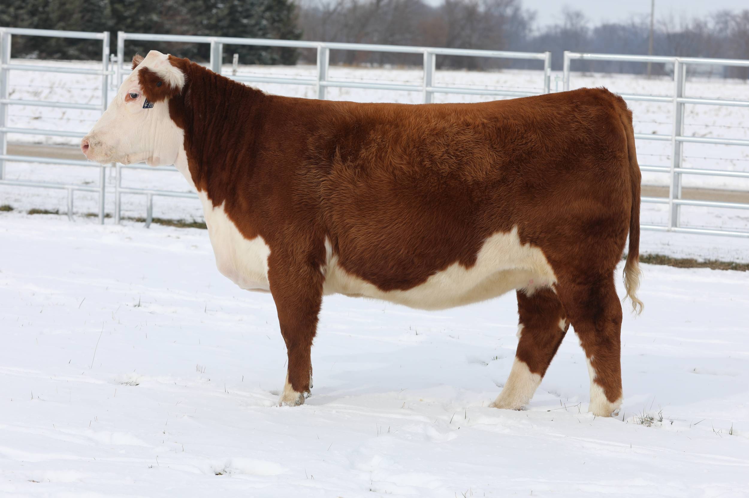 lorenzen 4036