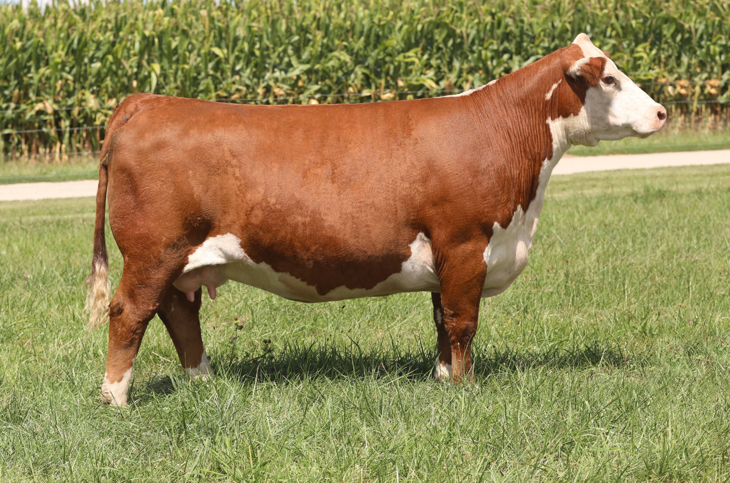 lorenzen 8071