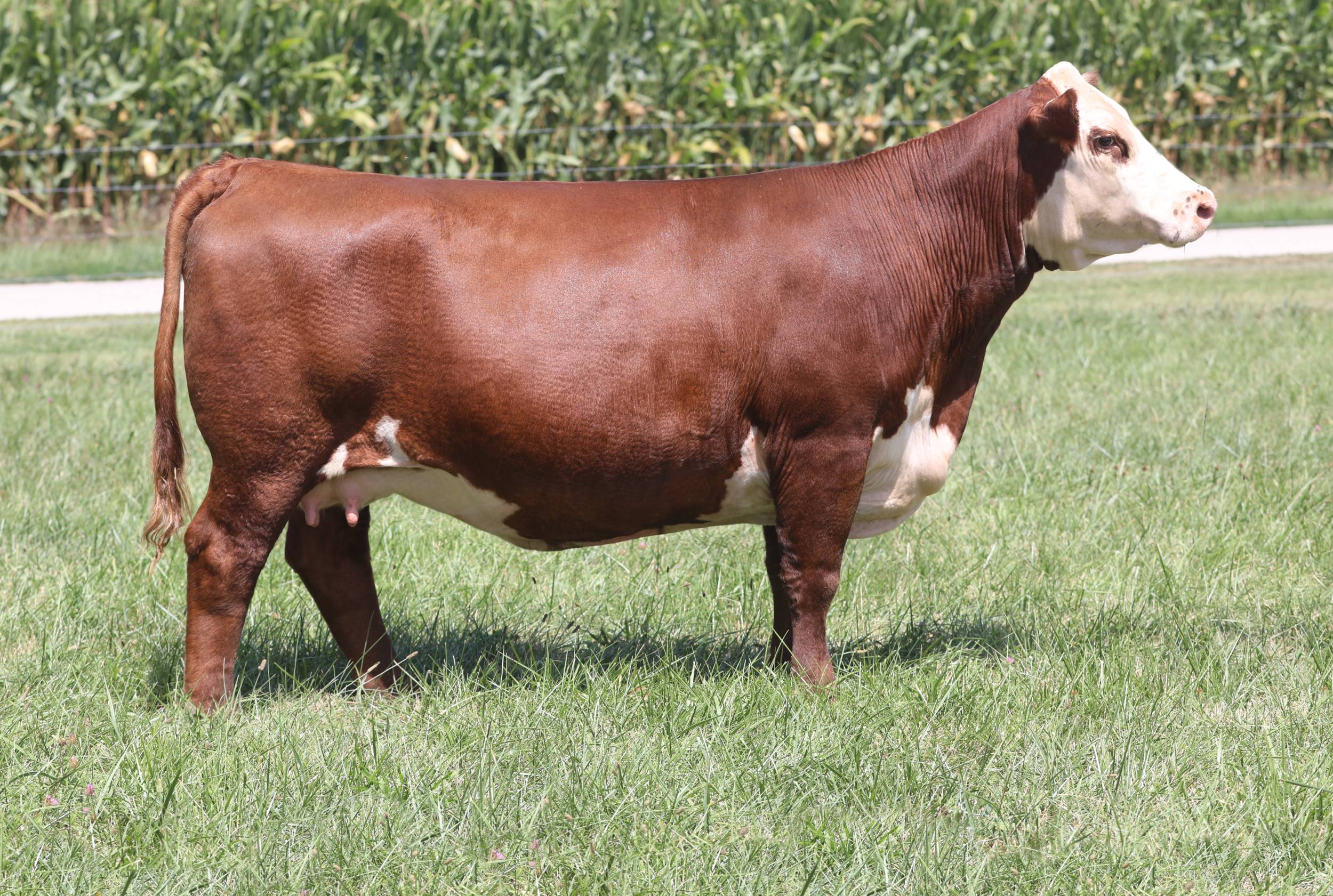 lorenzen 9056